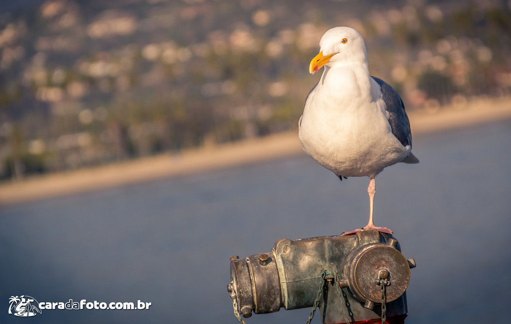 Gaivota Equilibrista