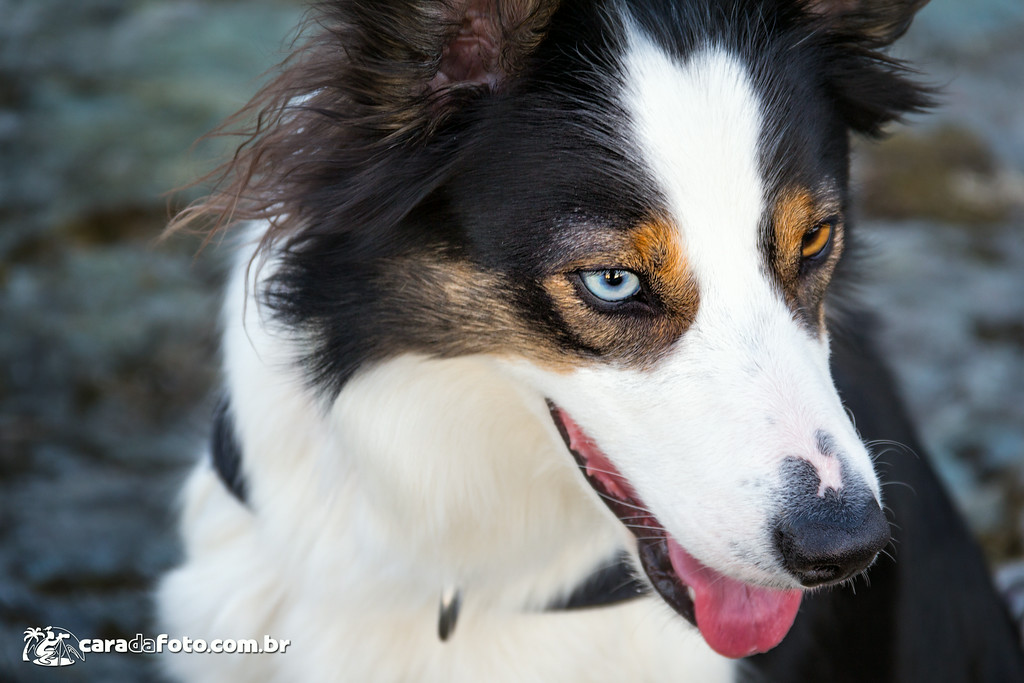 O Cão De Olho Azul