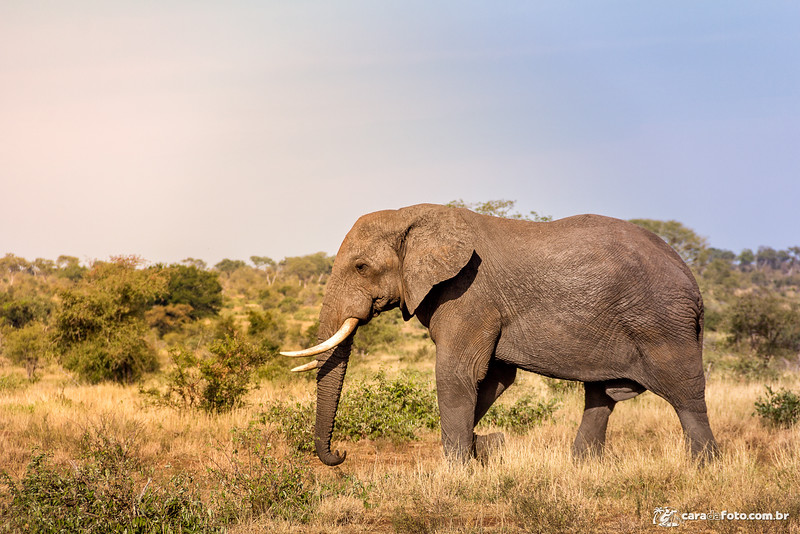 Elefante Livre Na Savana Africana