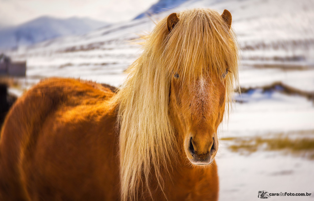 Retrato De Um Cavalo Islandês