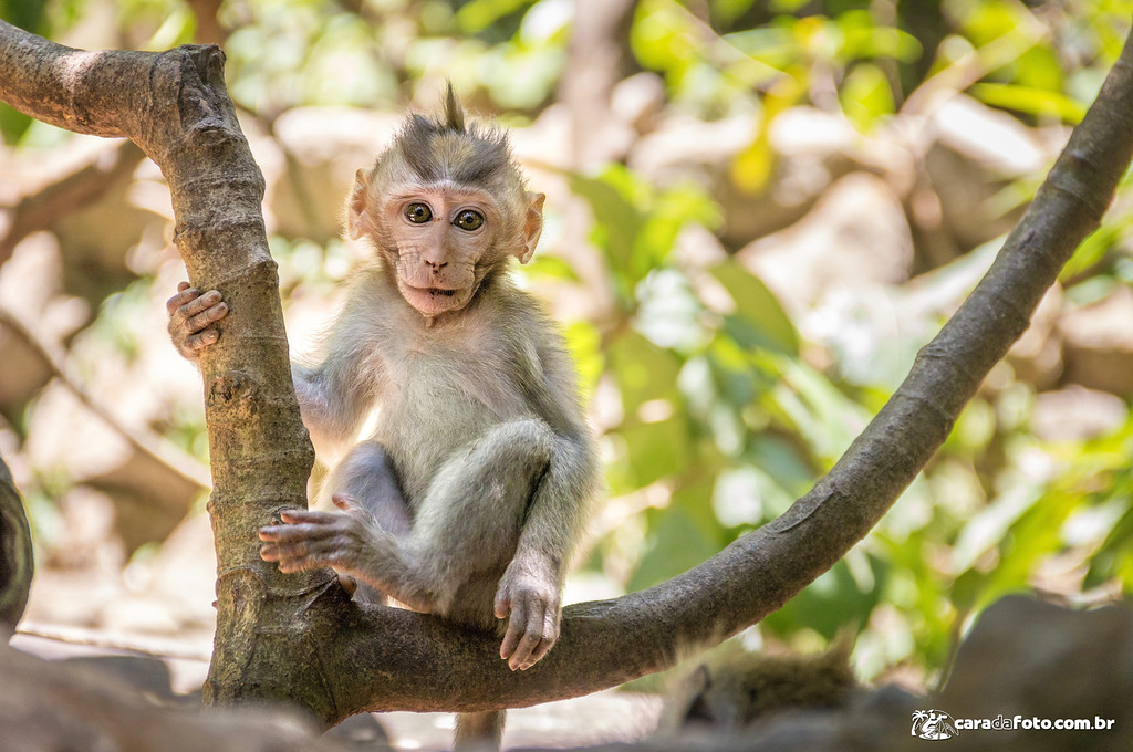 O Que Esse Macaco Nos Ensina Sobre Composição De Fotos?